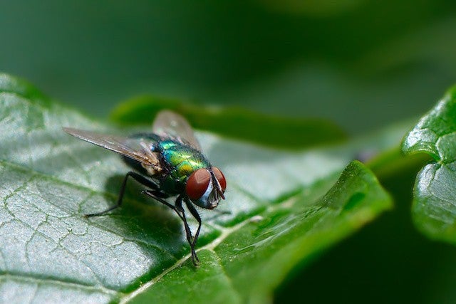 Can House Flies Solve Hearing Loss? - Clear Living